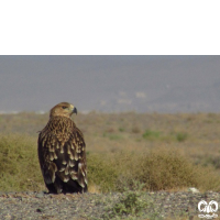 گونه عقاب شاهی Eastern Imperial Eagle